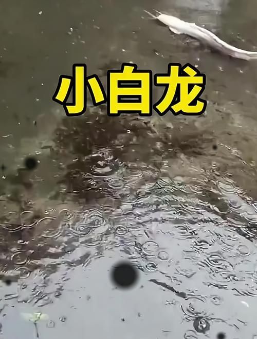 給我一些小白龍魚的圖片，什么是小白龍魚