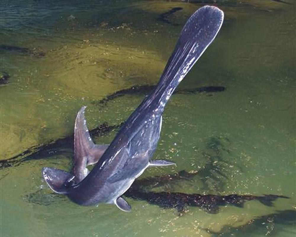 如何區(qū)分斑馬鴨嘴魚(yú)和其他鯰魚(yú)？，如何區(qū)分斑馬鴨嘴魚(yú)