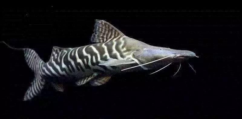 如何區(qū)分斑馬鴨嘴魚和其他鯰魚？，如何區(qū)分斑馬鴨嘴魚