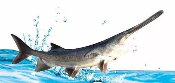 如何區(qū)分斑馬鴨嘴魚(yú)和其他鯰魚(yú)？，如何區(qū)分斑馬鴨嘴魚(yú)