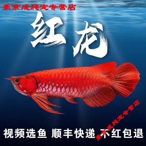如何辨別紅龍魚魚苗的品相