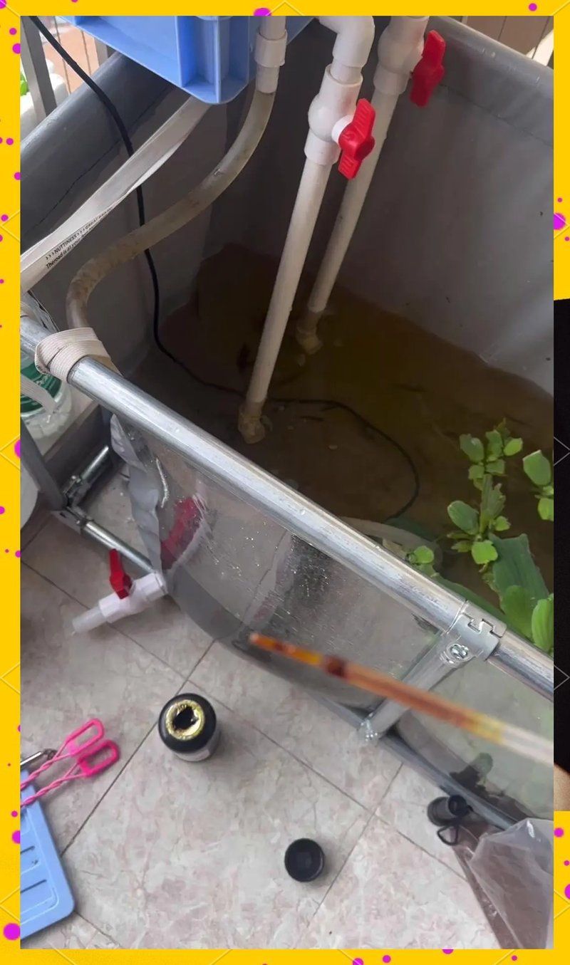 如何預(yù)防魚爛尾死亡，如何預(yù)防魚爛尾死亡，