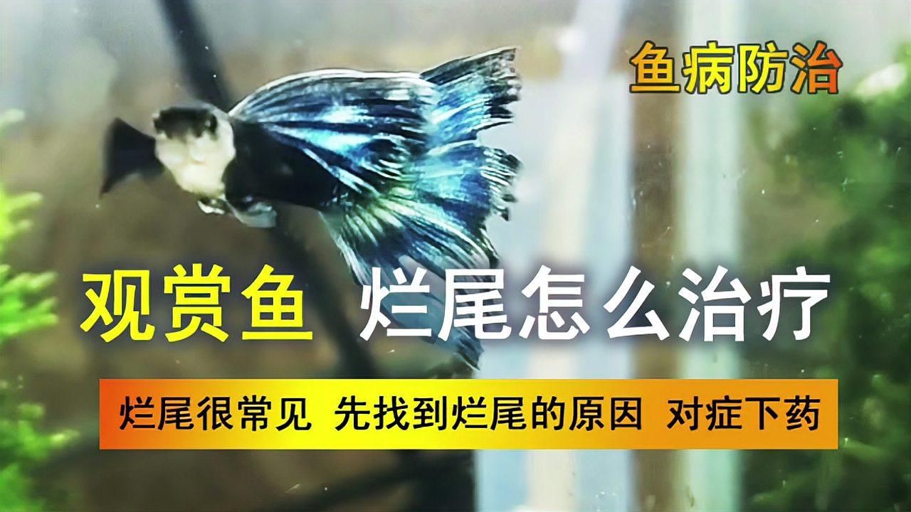金魚尾巴爛了怎么辦，金魚尾巴爛了怎么辦,金魚尾巴爛了能否自愈，關鍵看病因和嚴重程度