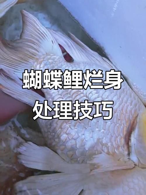 有哪些常見的工具魚疾??？，arxiv論文助手調用arxiv論文助手調用觀賞魚疾病