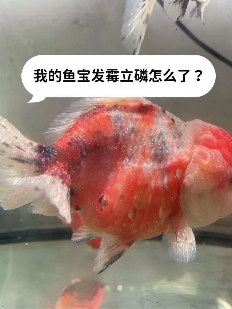 有哪些常見的工具魚疾??？，arxiv論文助手調用arxiv論文助手調用觀賞魚疾病