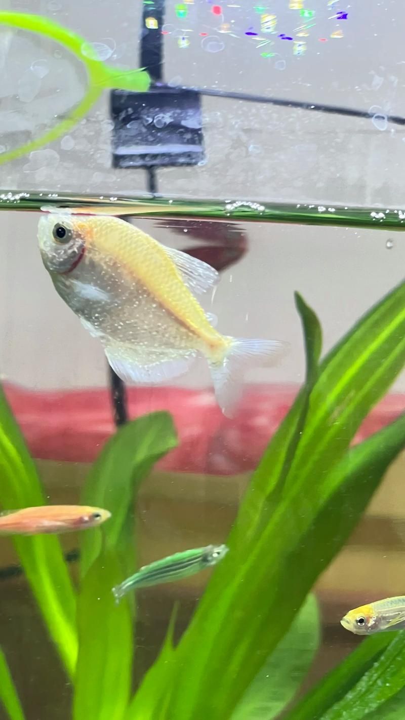 有哪些常見的工具魚疾??？，arxiv論文助手調用arxiv論文助手調用觀賞魚疾病