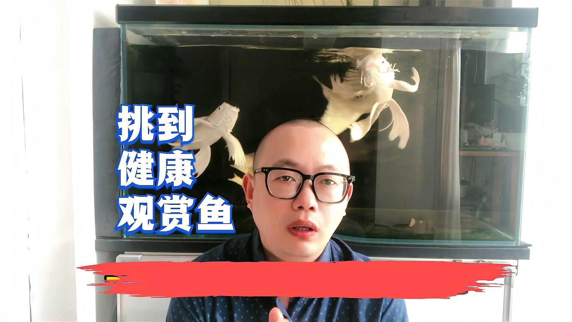 如何判斷魚類是否健康，判斷魚類是否健康，如何挑選到健康的觀賞魚愛養魚的大劉劉