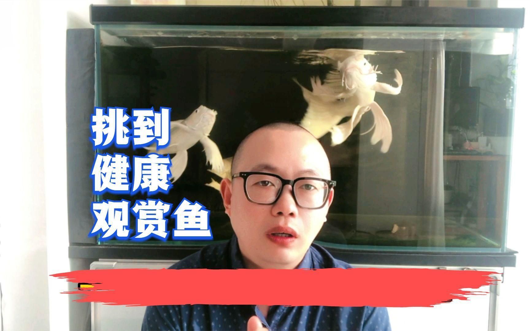 如何判斷魚類是否健康，判斷魚類是否健康，如何挑選到健康的觀賞魚愛養(yǎng)魚的大劉劉