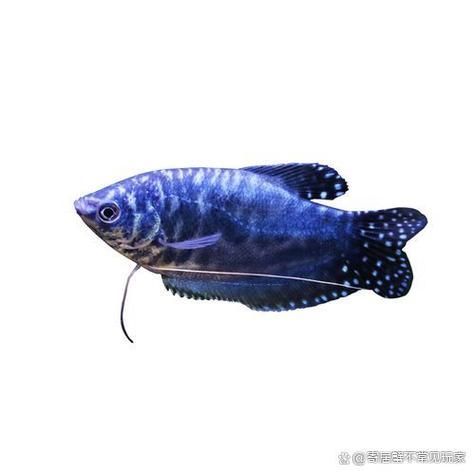 曼龍魚的須如何保養(yǎng)？，曼龍魚的觸須保養(yǎng)