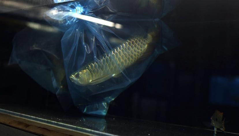 李亞四龍魚哪個品種最珍貴，李亞四龍魚哪個品種最珍貴李亞四龍魚哪個品種最珍貴
