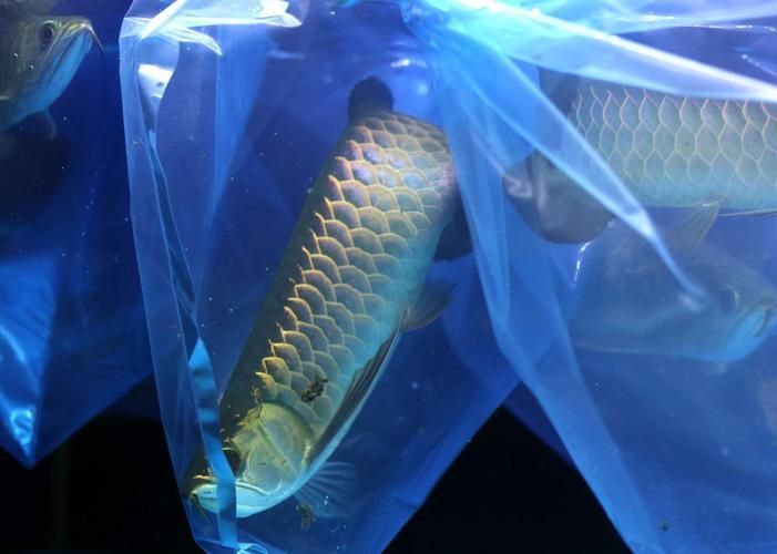 李亞四龍魚哪個品種最珍貴，李亞四龍魚哪個品種最珍貴李亞四龍魚哪個品種最珍貴