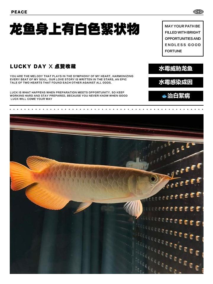 如何判斷龍魚是否感染了白頭白嘴病？