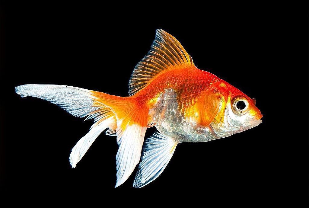 如何判斷龍魚是否感染了白頭白嘴病？