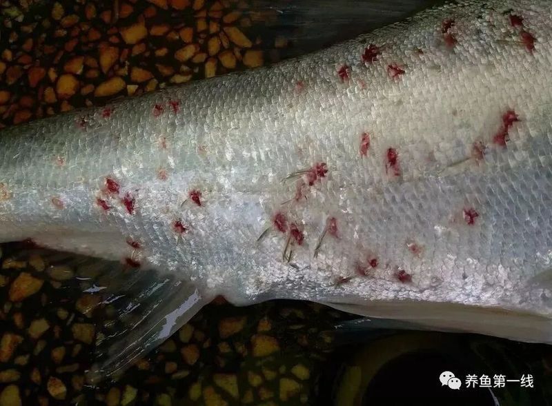 如何判斷龍魚是否感染了白頭白嘴病？