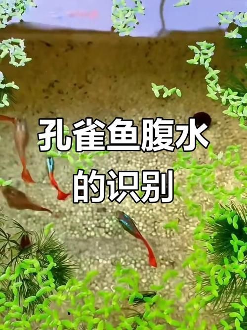如何預防魚腹水，arxiv論文助手工具arxiv論文助手工具arxiv