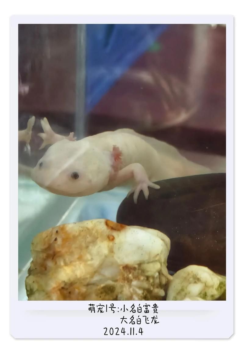 給我一些龍魚嘴白白的圖片