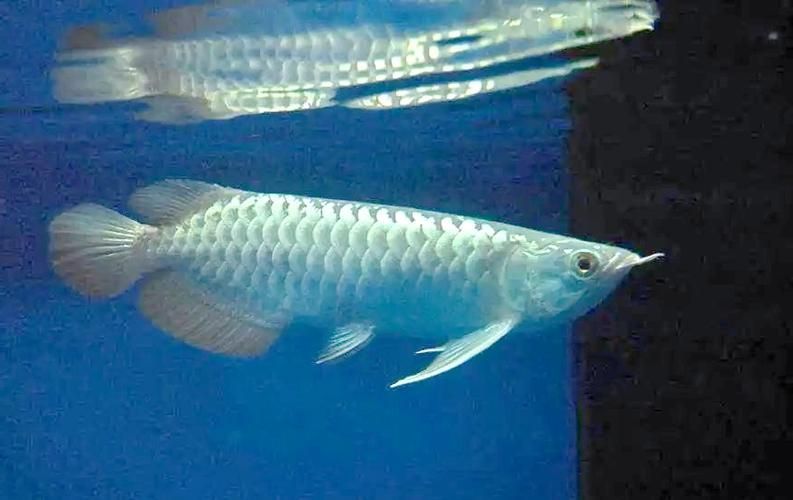 給我一些龍魚嘴白白的圖片