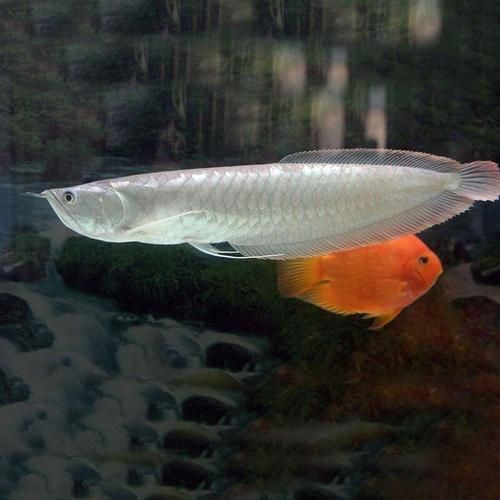 給我一些龍魚嘴白白的圖片