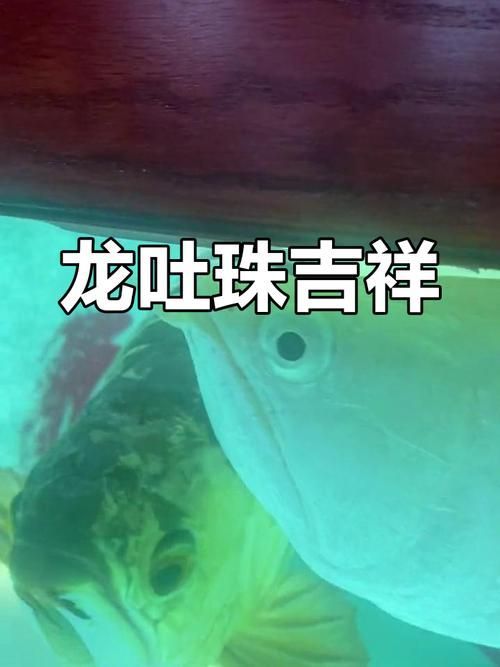 給我一些龍魚嘴白白的圖片