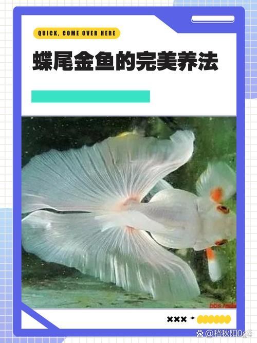 給我一些蝶尾金魚的圖片，蝶尾金魚的養殖方法