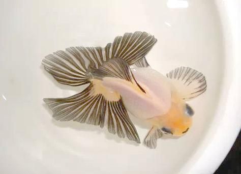 給我一些蝶尾金魚的圖片，蝶尾金魚的養殖方法