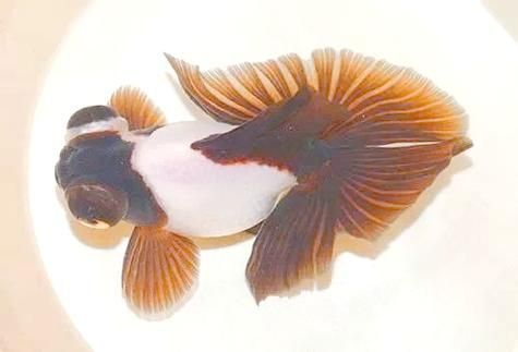 給我一些蝶尾金魚的圖片，蝶尾金魚的養殖方法