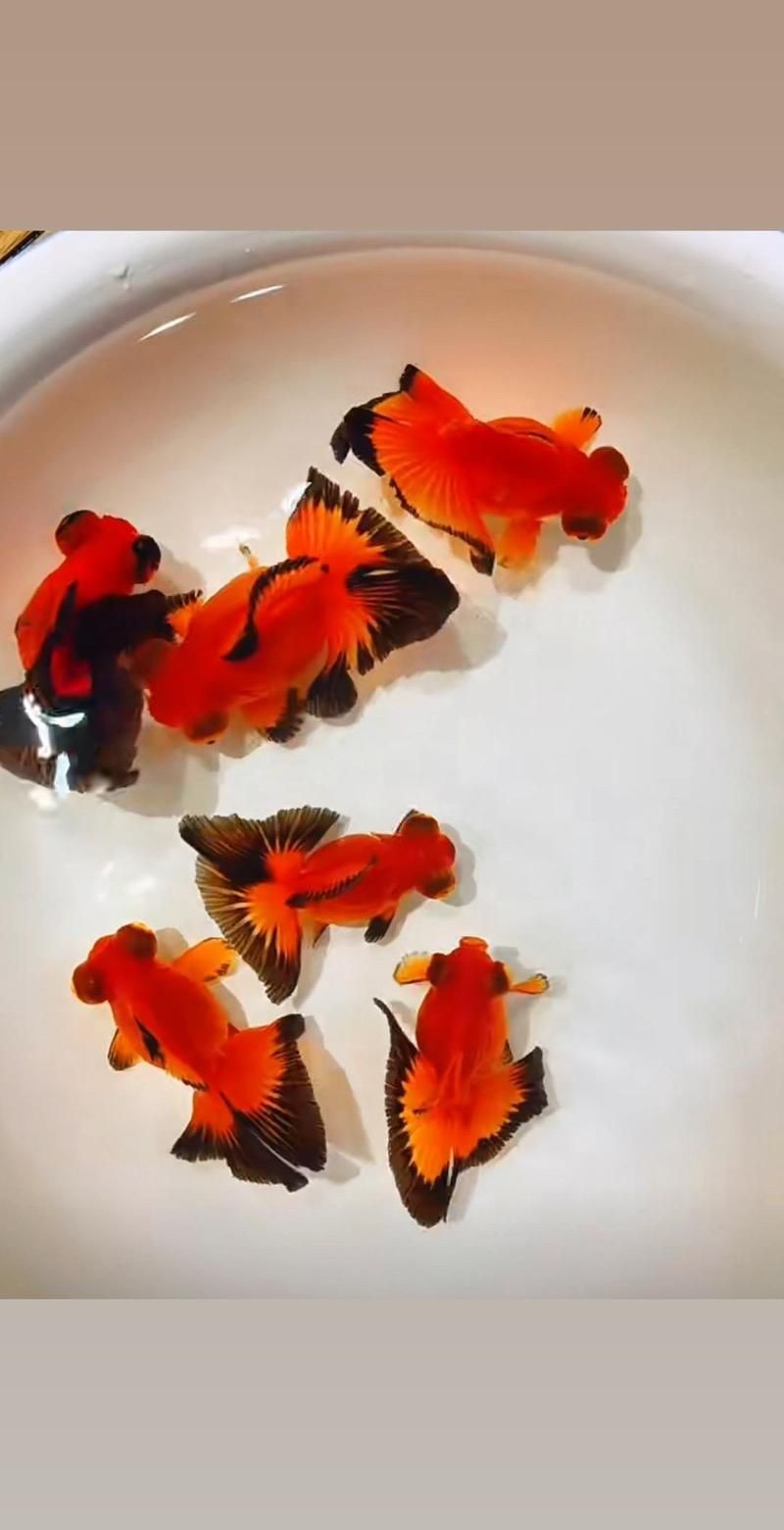 給我一些蝶尾金魚的圖片，蝶尾金魚的養殖方法