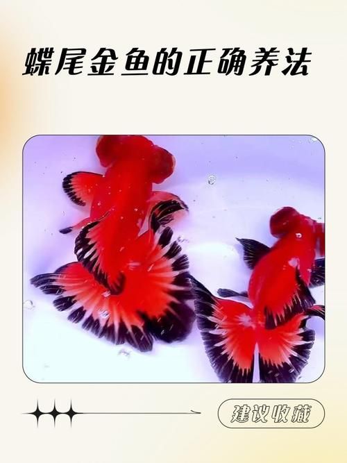 給我一些蝶尾金魚的圖片，蝶尾金魚的養殖方法