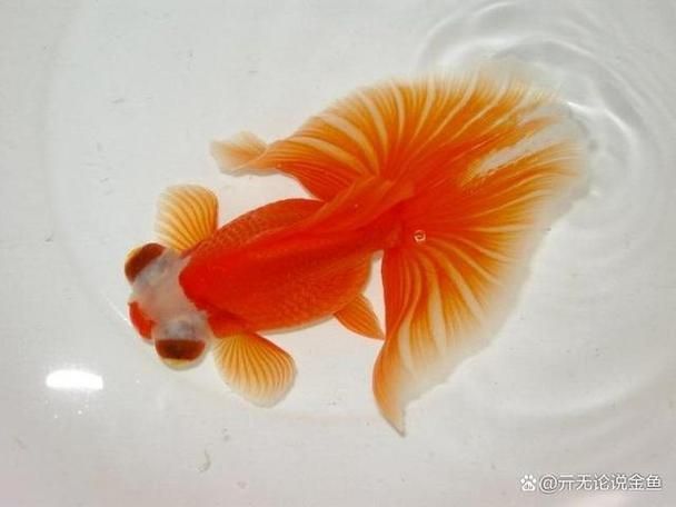 給我一些蝶尾金魚的圖片，蝶尾金魚的養殖方法