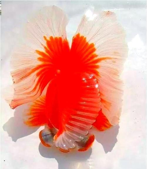 給我一些蝶尾金魚的圖片，蝶尾金魚的養殖方法