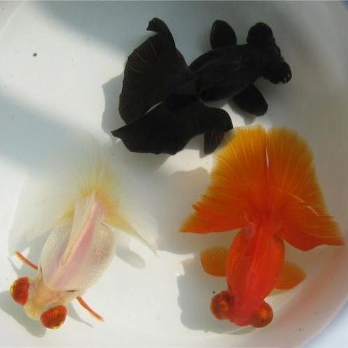 給我一些蝶尾金魚的圖片，蝶尾金魚的養殖方法