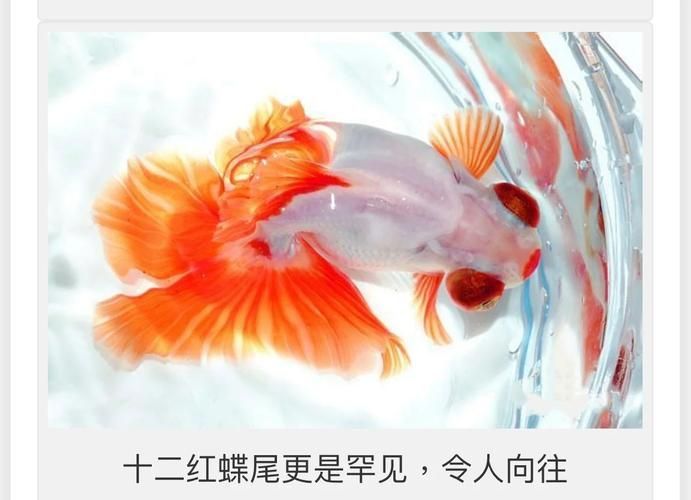 給我一些蝶尾金魚的圖片，蝶尾金魚的養殖方法