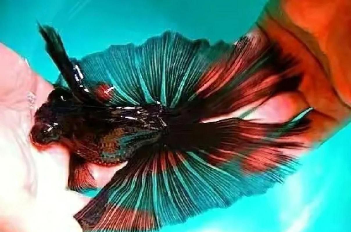 給我一些蝶尾金魚的圖片，蝶尾金魚的養(yǎng)殖方法