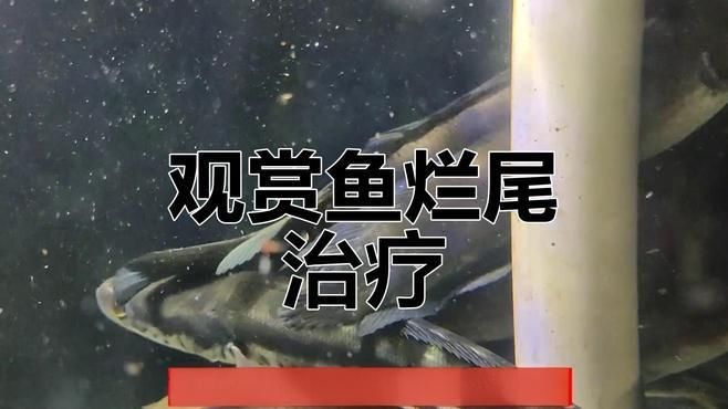 魚爛尾巴放鹽多久見效，觀賞魚爛尾巴放鹽多久見效魚爛尾巴放鹽多久見效