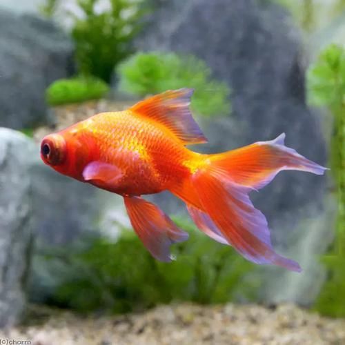 薊州龍魚有哪些獨特品種？，天津薊州龍魚的獨特品種