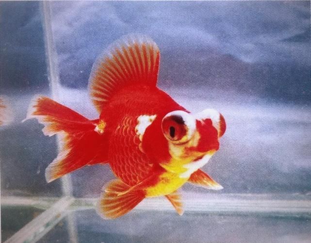 薊州龍魚有哪些獨特品種？，天津薊州龍魚的獨特品種