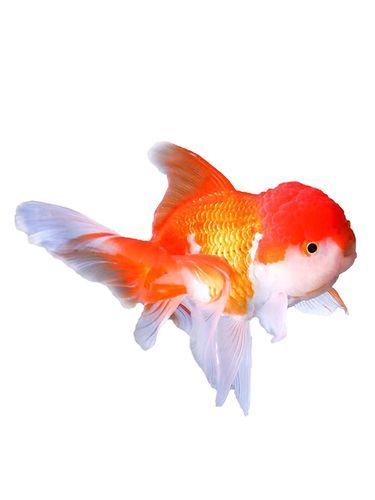 薊州龍魚有哪些獨特品種？，天津薊州龍魚的獨特品種