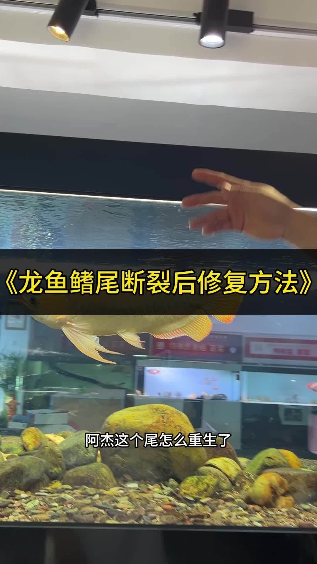 龍魚斷尾后多久會完全恢復？，龍魚斷尾后多久會完全恢復、多久能恢復？