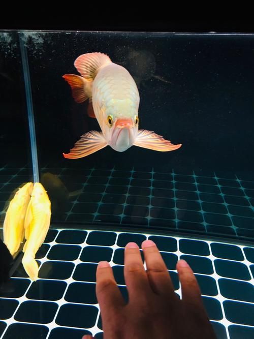 如何辨別定興龍魚的品質，如何辨別定興龍魚品質