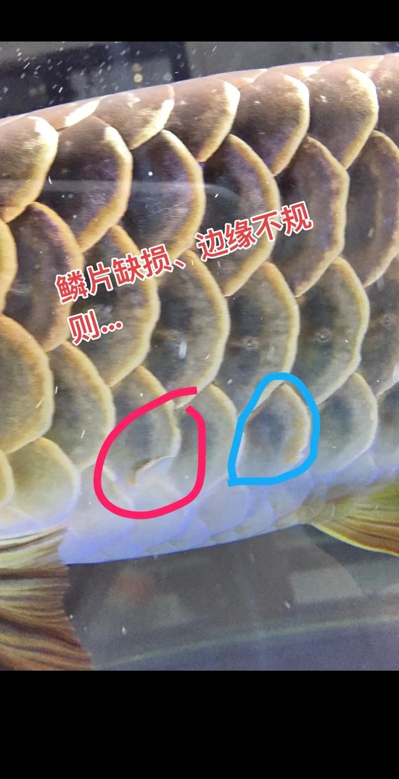 如何辨別定興龍魚的品質，如何辨別定興龍魚品質