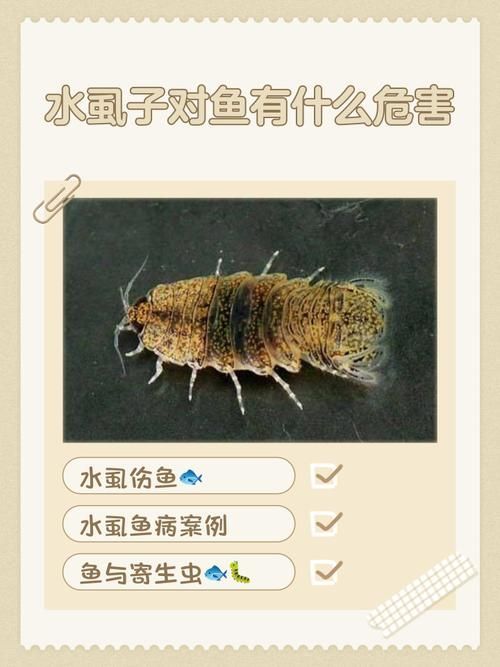 能提供一張魚虱繁殖過(guò)程的示意圖嗎，如何繪制魚虱繁殖過(guò)程的示意圖