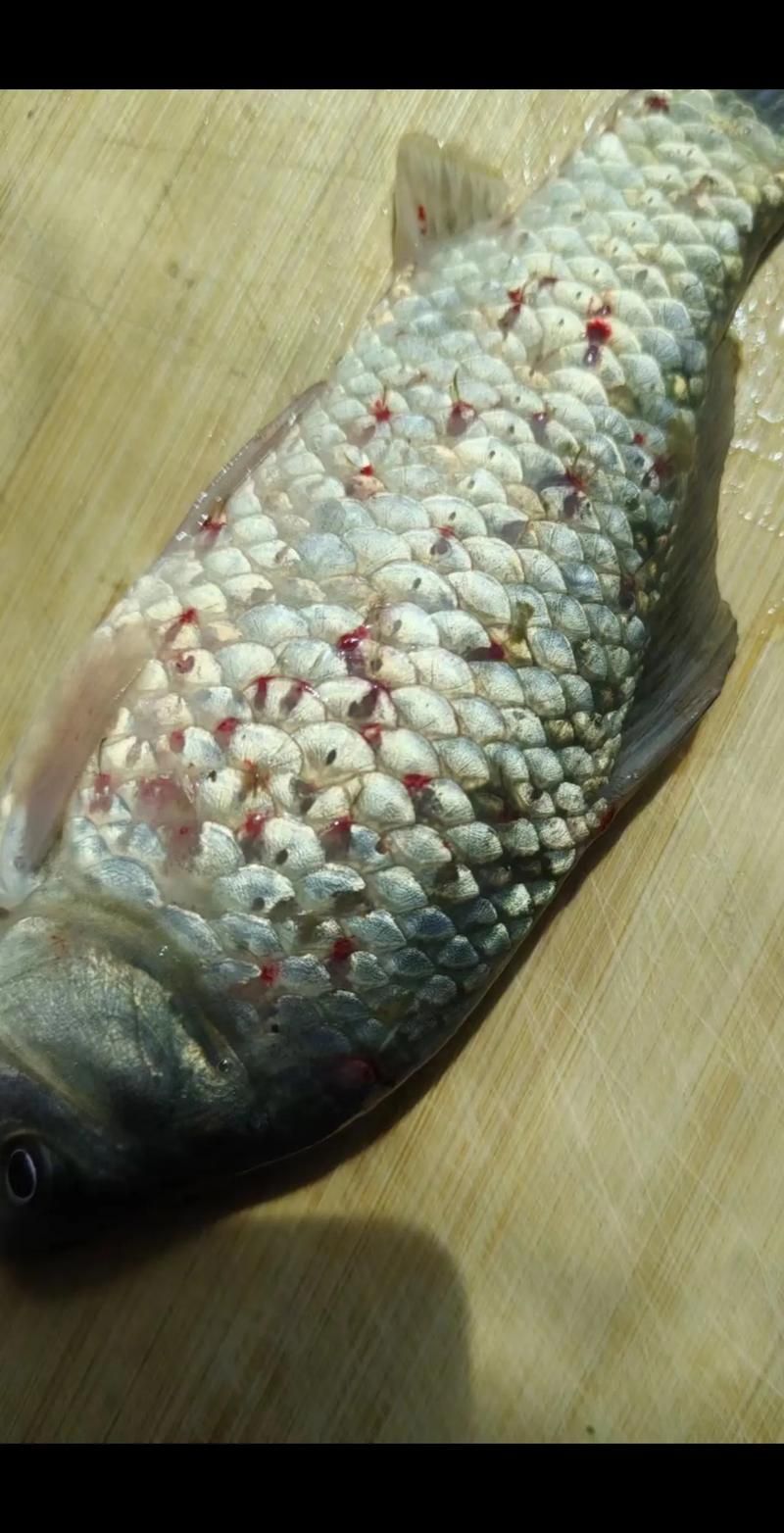能提供一張魚虱繁殖過程的示意圖嗎，如何繪制魚虱繁殖過程的示意圖