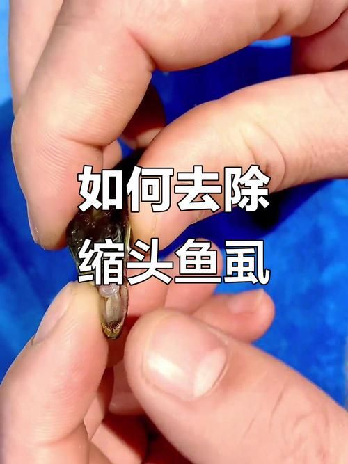 能提供一張魚虱繁殖過(guò)程的示意圖嗎，如何繪制魚虱繁殖過(guò)程的示意圖