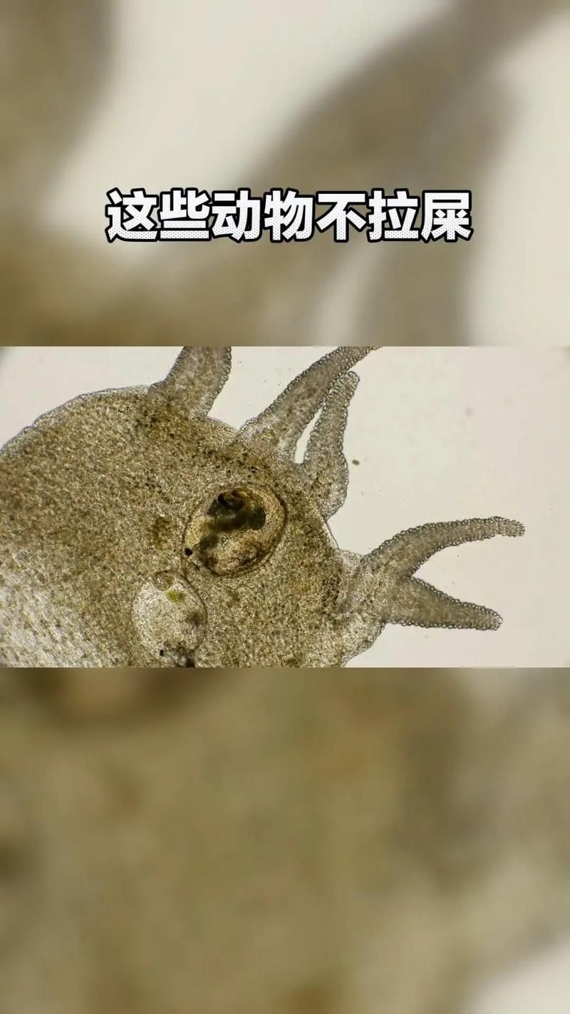 能提供一張魚虱繁殖過程的示意圖嗎，如何繪制魚虱繁殖過程的示意圖