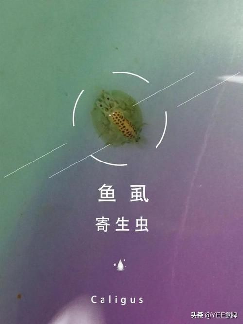 能提供一張魚虱繁殖過程的示意圖嗎，如何繪制魚虱繁殖過程的示意圖