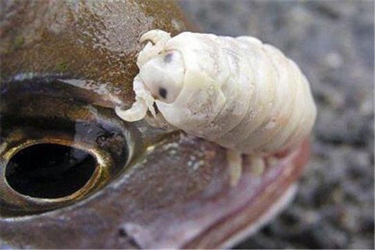 能提供一張魚虱繁殖過程的示意圖嗎，如何繪制魚虱繁殖過程的示意圖