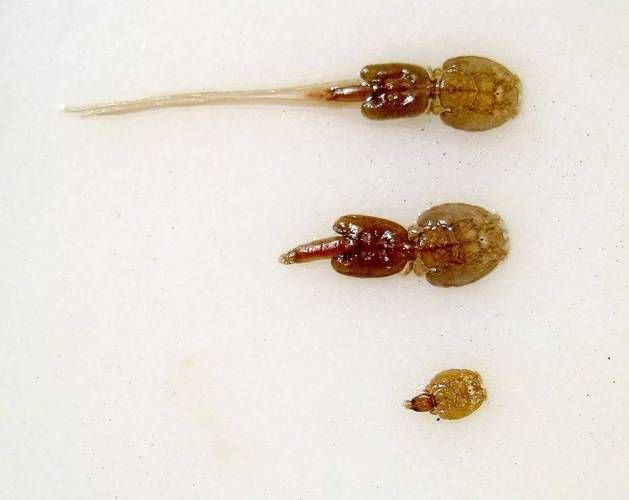 能提供一張魚虱繁殖過程的示意圖嗎，如何繪制魚虱繁殖過程的示意圖