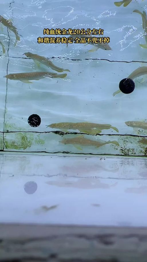 如何飼養1-2cm金龍魚幼苗，1-2cm金龍魚幼苗如何飼養1-2cm金龍魚幼苗