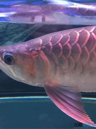 如何判斷龍魚是否缺乏維生素A或C？，如何判斷龍魚是否缺乏維生素a或c