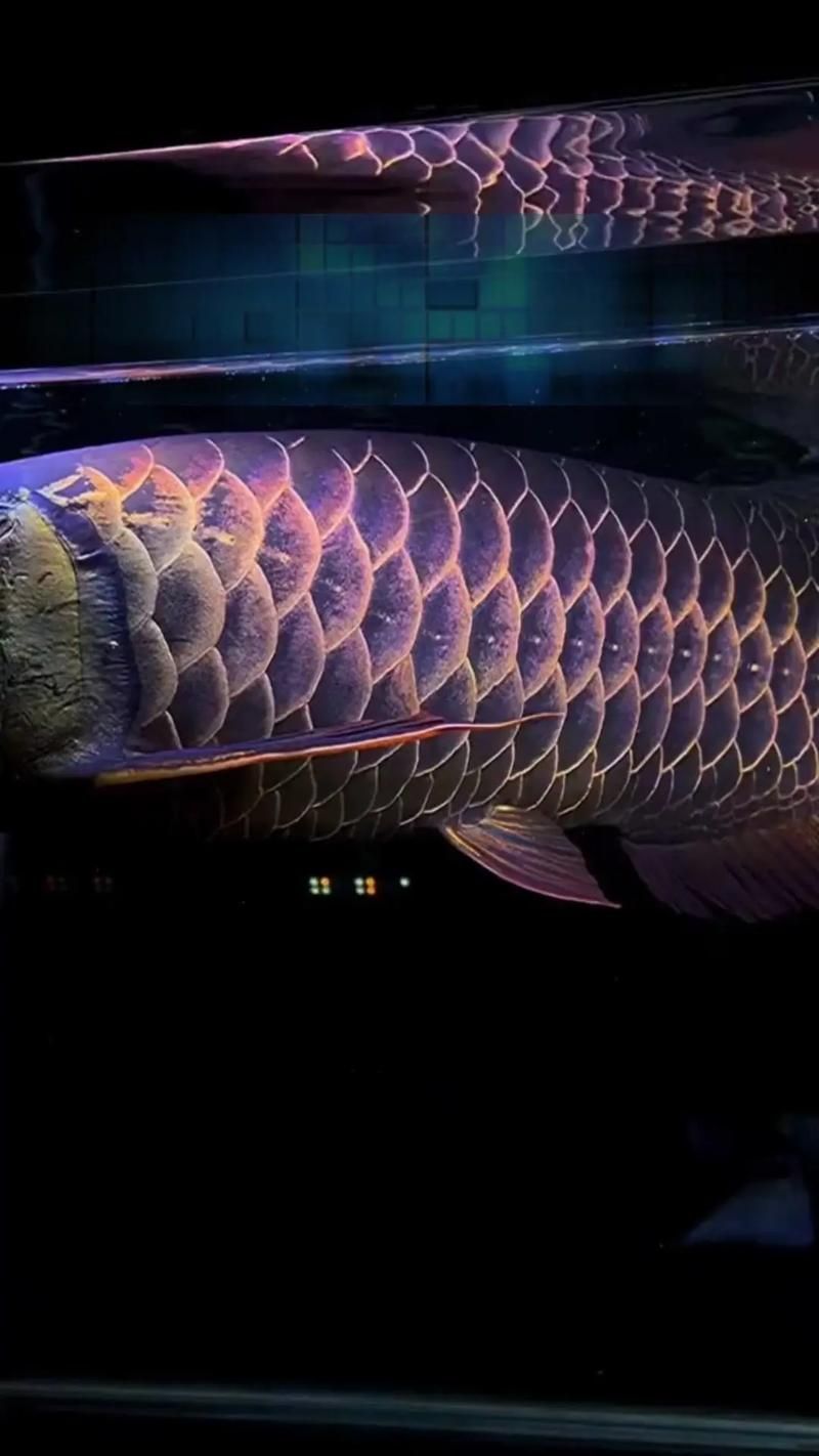 如何判斷龍魚是否缺乏維生素A或C？，如何判斷龍魚是否缺乏維生素a或c
